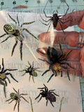 Creepin’ Spiders AB Clear Cast Set